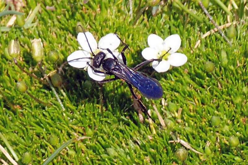 Insetto nero (Pompilidae)